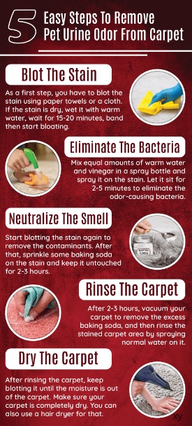 Tips to Protect a Carpet from Pet Stains