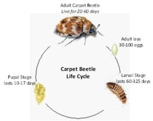 Where Do Carpet Beetles Lay Eggs