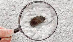 Will Carpet Cleaner Kill Beetles