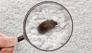 carpet beetle control and treatments for the home