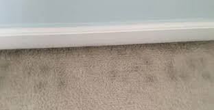 How I Fought Mold with Carpet Cleaners: A Battle for Cleanliness
