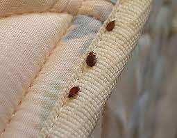 Can Carpet Cleaning Kill Bed Bugs Aa Property Management