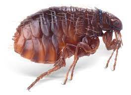 Discover Which Carpet Cleaner Kills Fleas: My Personal Victory