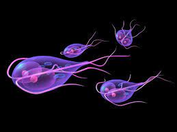 Discovering if Carpet Cleaner Can Kill Giardia: My Journey