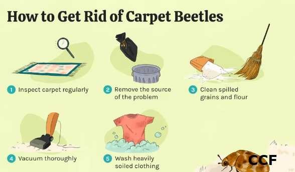 Can Salt Be Used To Get Rid Of Carpet Beetle Larvae?