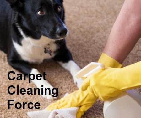 How to get dog pee out of carpet