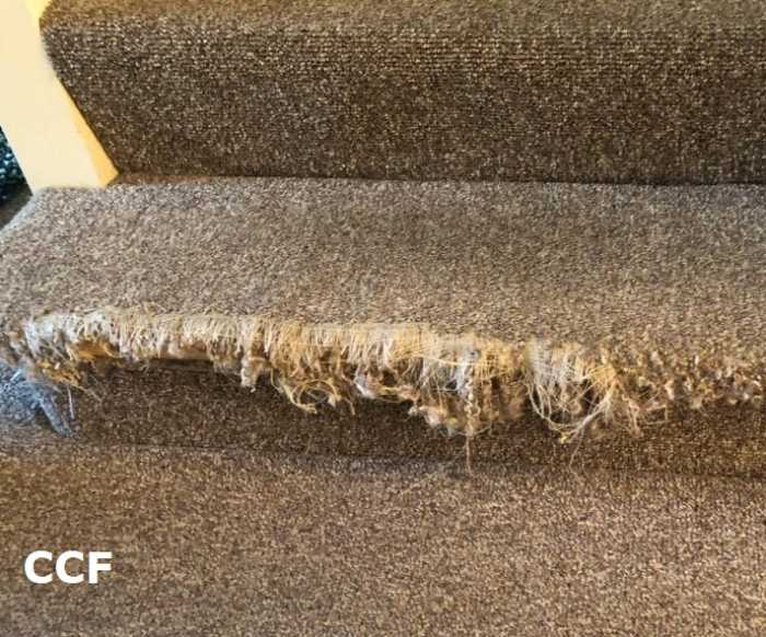 How to fix torn-up carpet from cats