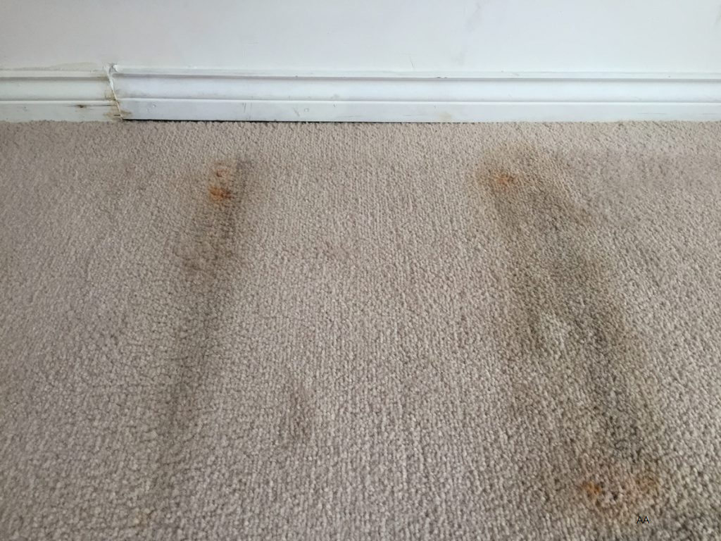 Will Carpet Cleaner Kill Mold