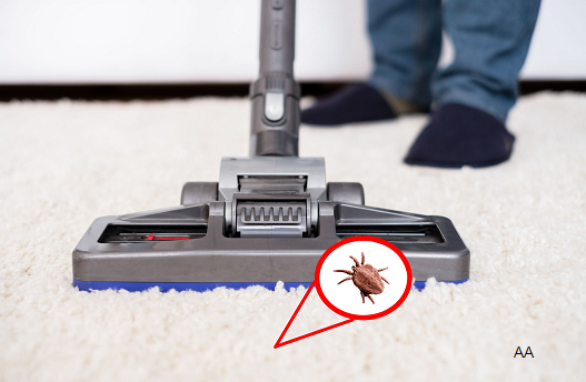 Can Carpet Cleaning Kill Fleas? | Carpet Cleaning Force