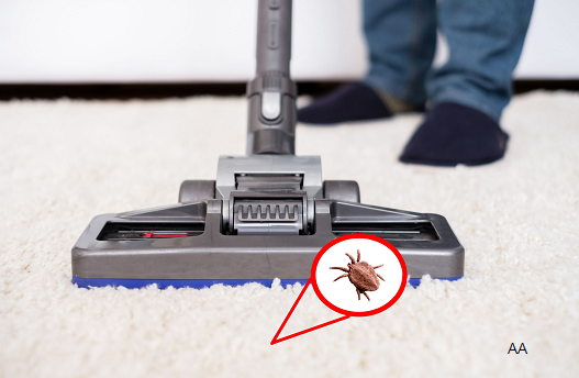 What Carpet Cleaner Kills Fleas