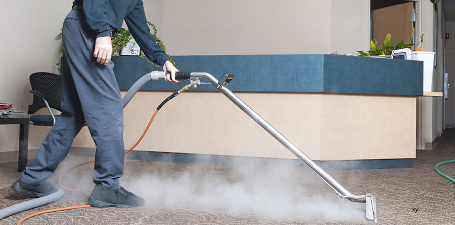 My Battle With Carpet Beetles: A Personal Journey - Carpet Cleaning Force