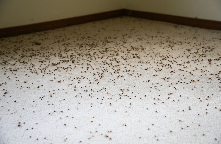 My Battle With Carpet Beetles: A Personal Journey - Carpet Cleaning Force