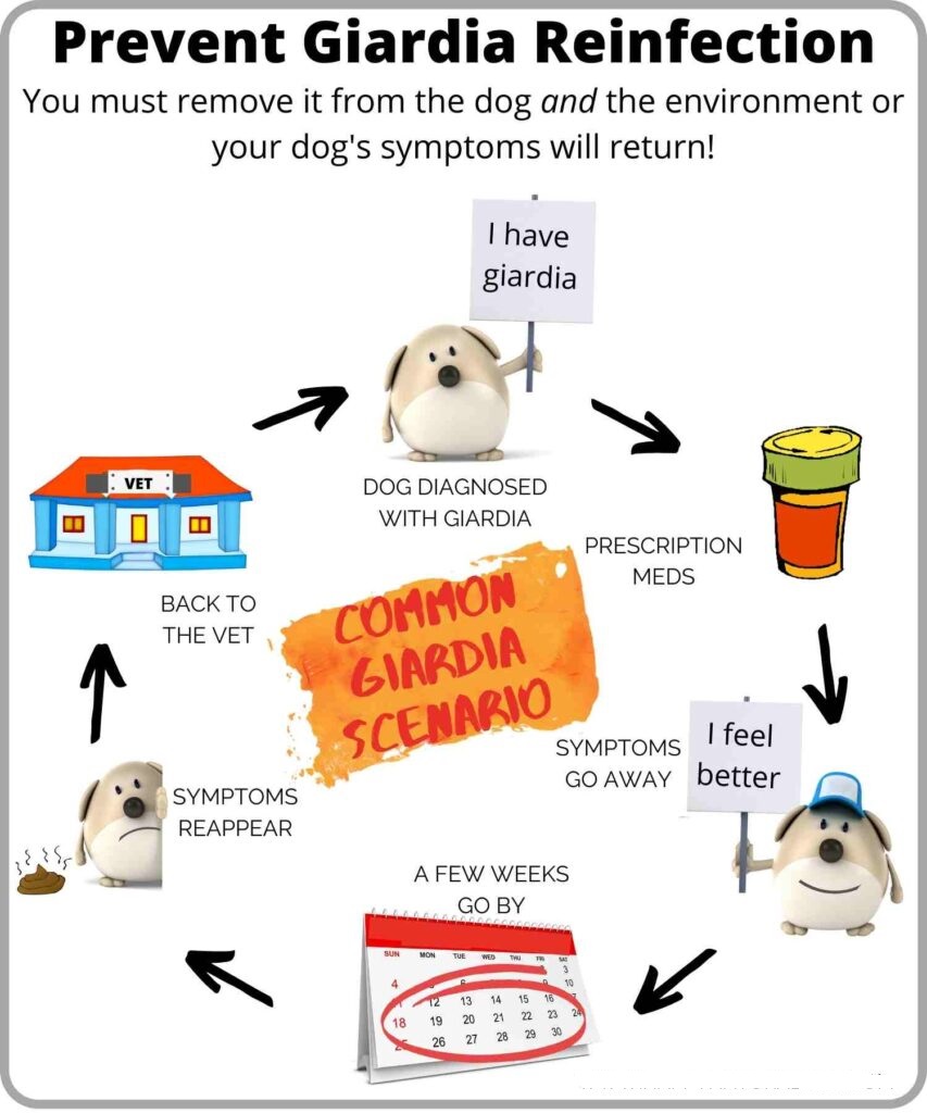 Will carpet cleaner kill giardia?
