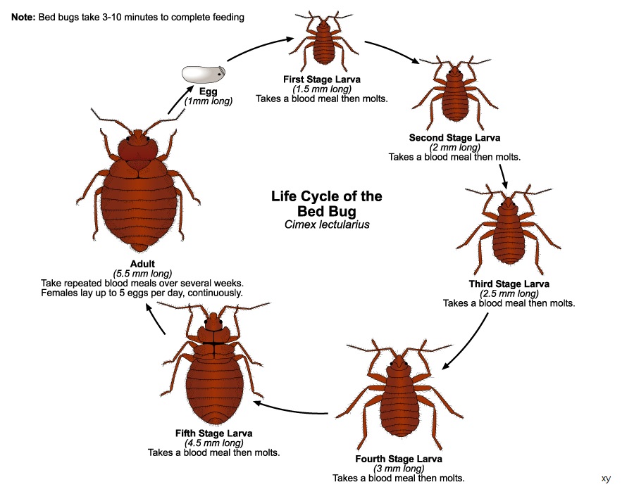 Shampooing Carpet Kill Bed Bugs Rug Information