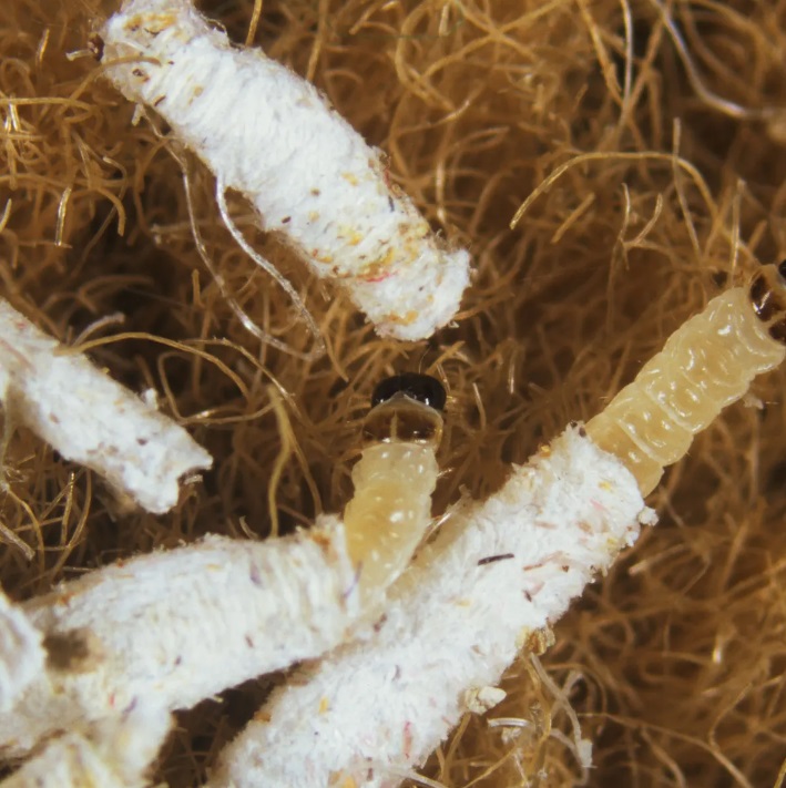 Uninvited Guests My Battle with Carpet Moths Carpet Cleaning Force