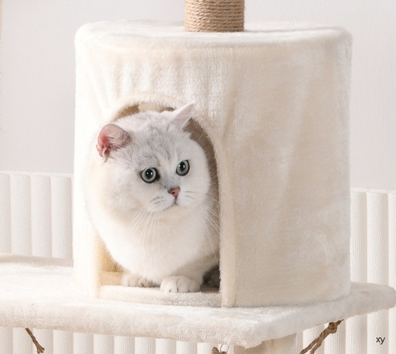 https://www.carpetcleaningforce.co.nz/wp-content/uploads/2023/06/Why-is-Carpet-Important-for-a-Cat-Tree.jpg