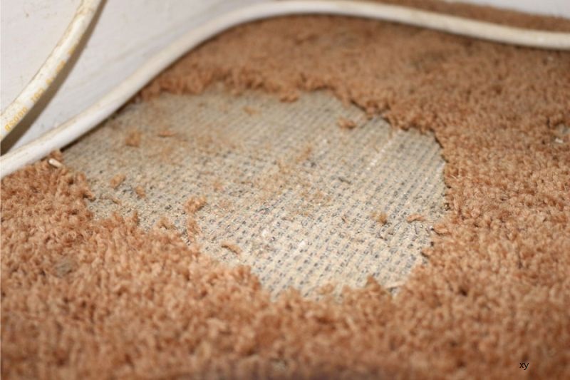 My Unraveling Carpet: A Personal Replacement Story - Carpet Cleaning Force