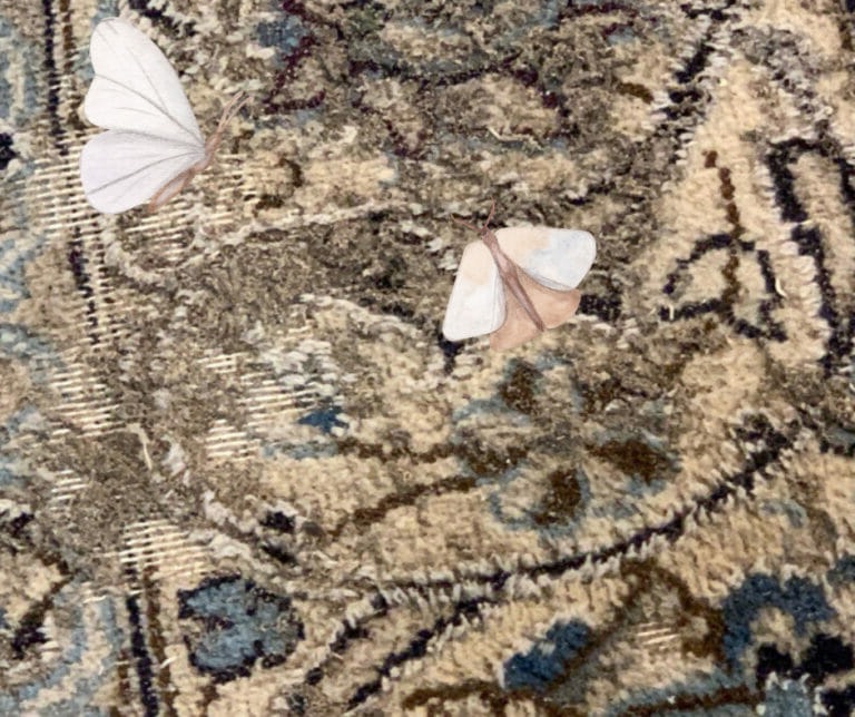 Unlocking the Secrets Do Wool Carpets Really Attract Moths? Carpet